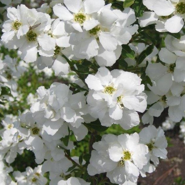 Exochorda racemosa Kolmasprit Magical Spingtime