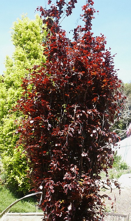 Fagus sylvatica Dawyck Purple