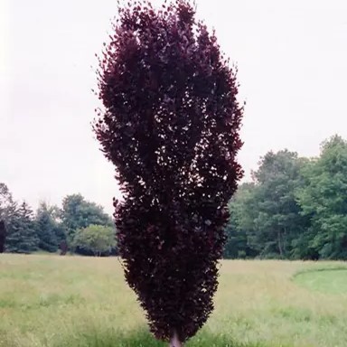 Fagus sylvatica Red Obelisk