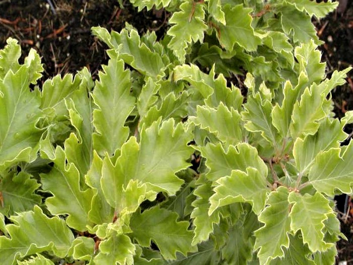 Fagus sylvatica Rohan Gold