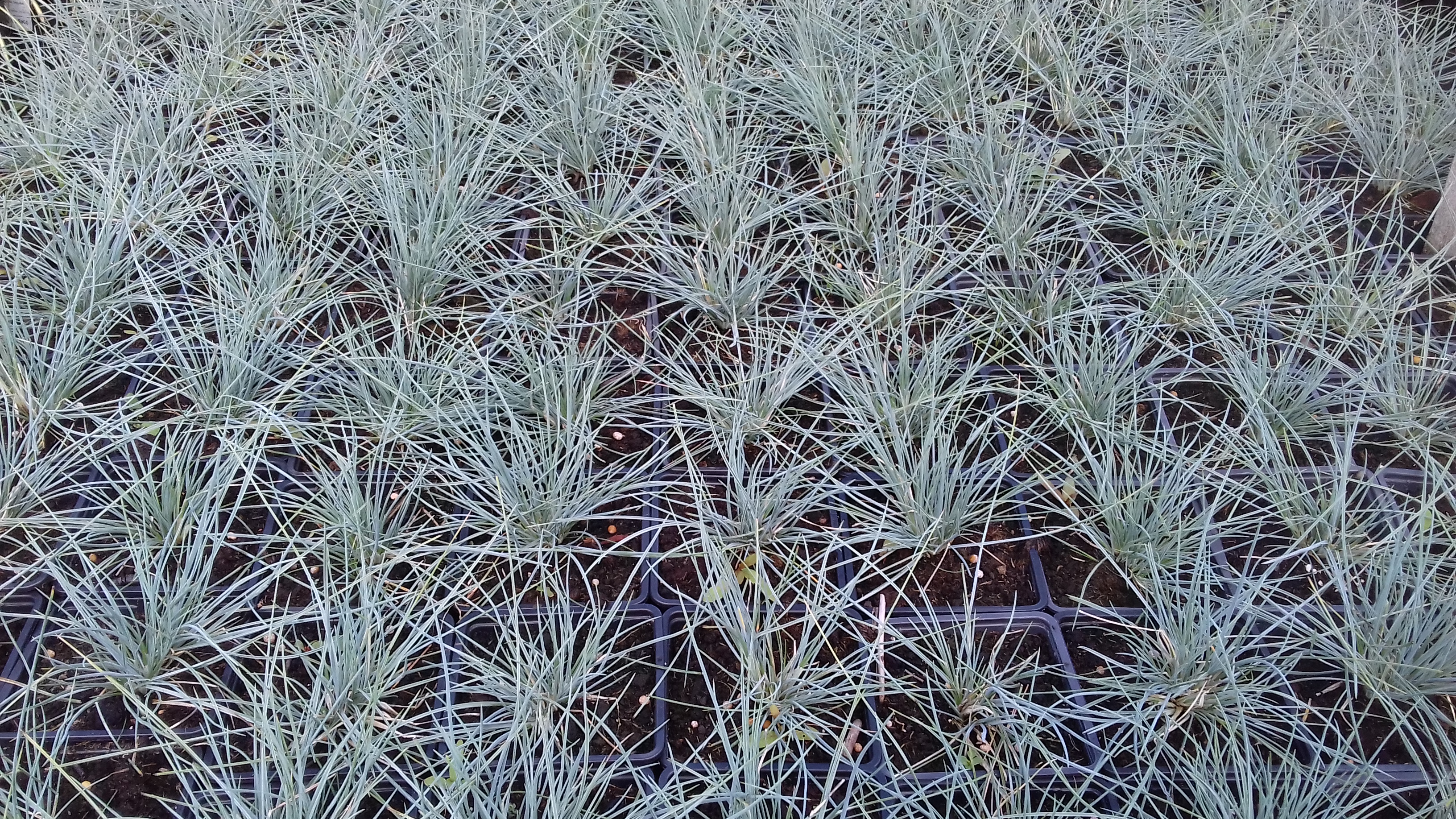Festuca cinerea Kitty Dark Blue