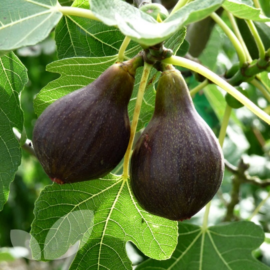 Ficus carica Brown Turkey