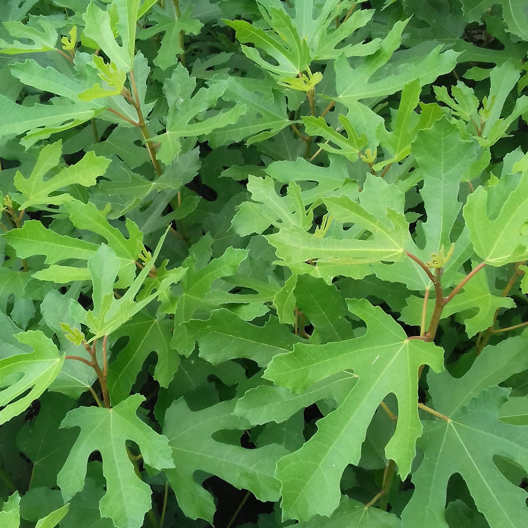 Ficus carica Little Miss Figgy