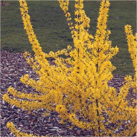Forsythia x intermedia Primulina