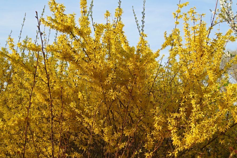 Forsythia x intermedia Week-End (c)