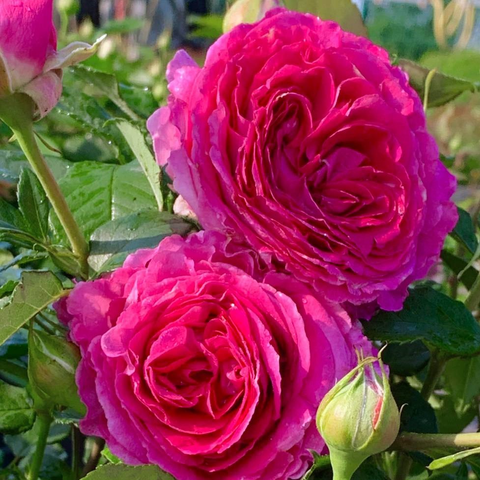 Rosa hybr. (A) Fräulein Maria
