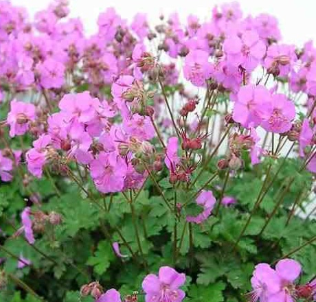 Geranium cantabrigiense Karmina