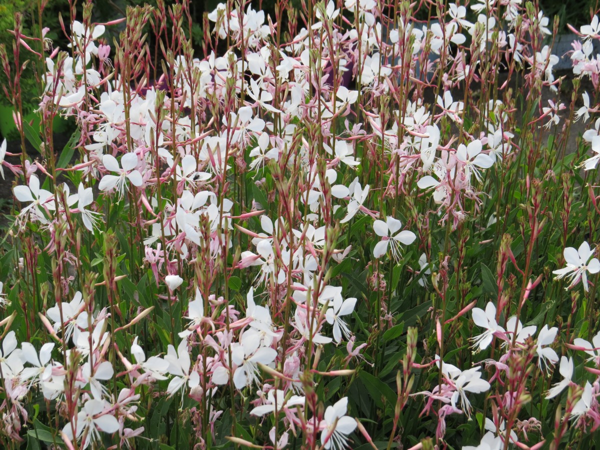 Gaura lindheimeri Belleza Early White