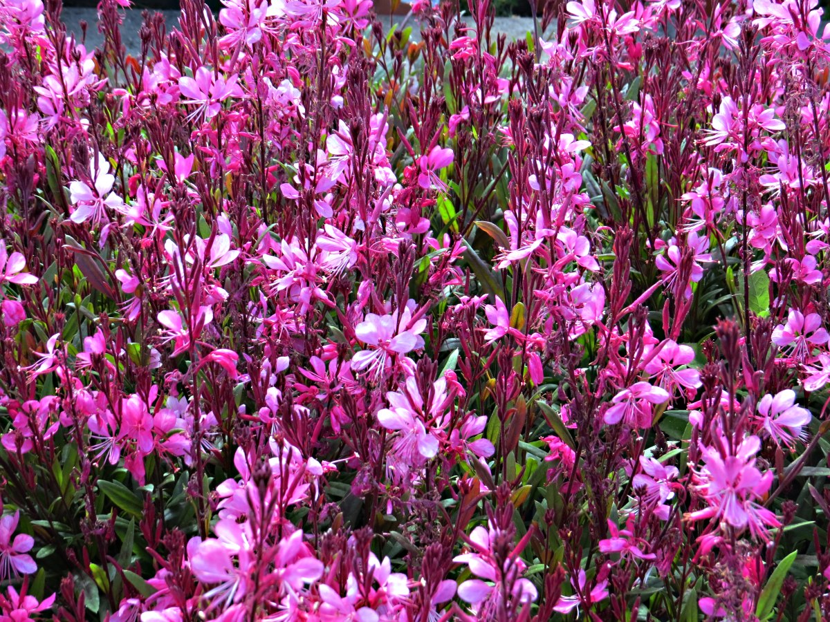 Gaura lindheimeri Gaudi Rose