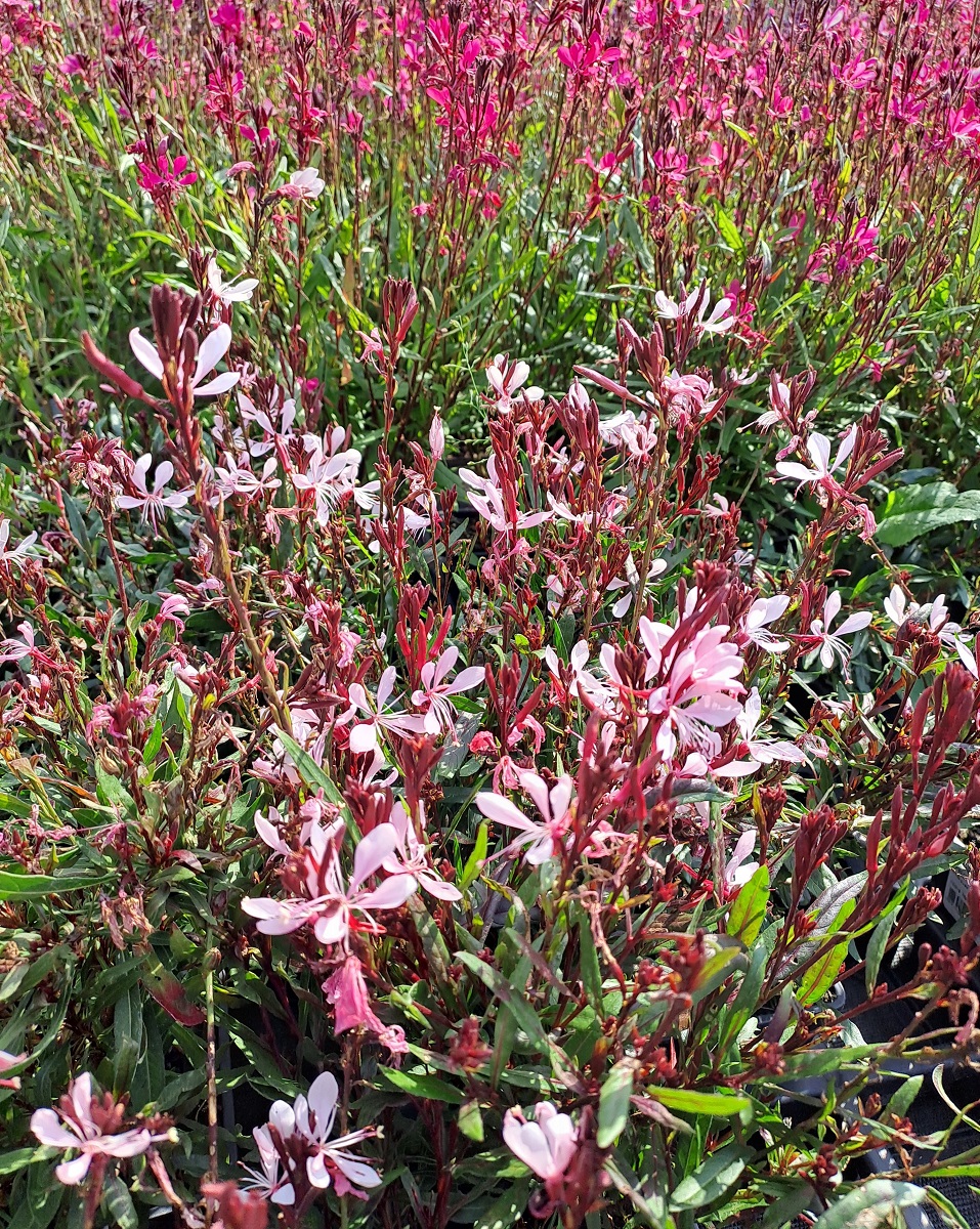 Gaura lindheimeri Pink Budget