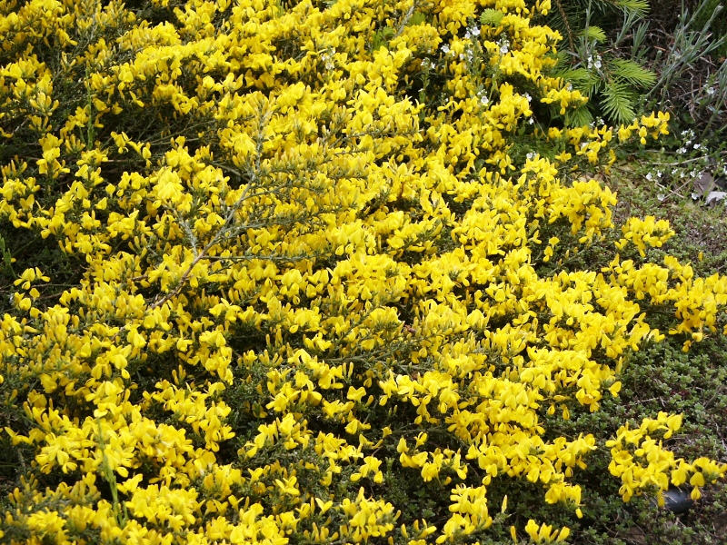 Genista pillosa Vancouver Gold