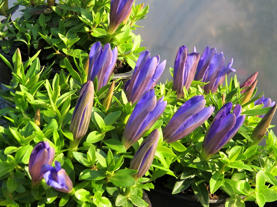 Gentiana makinoi Luist Easy Blue