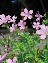 Geranium oxonianum Rose Clair
