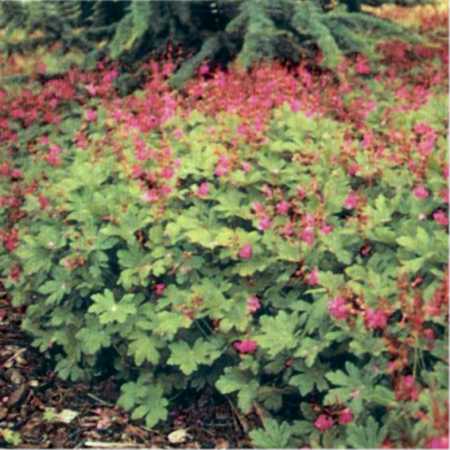 Geranium cantabrigiense Cambridge