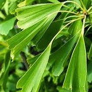 Ginkgo biloba Saratoga