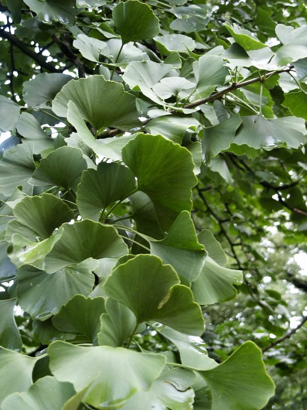 Ginkgo biloba