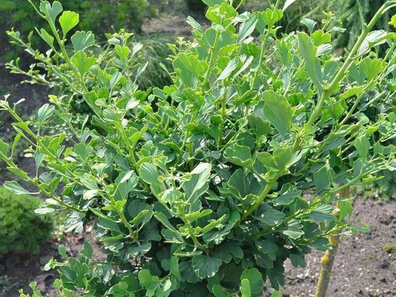 Ginkgo biloba Chris Dwarf