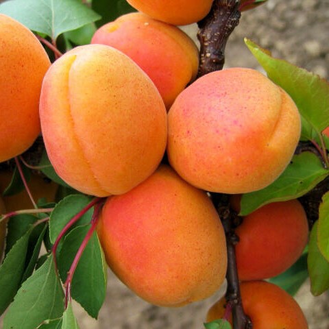 Prunus armeniaca Goldrich