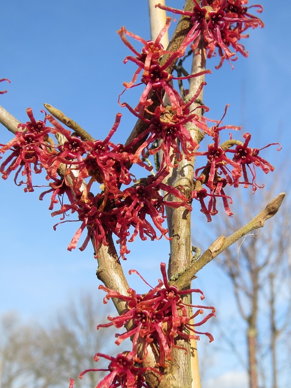 Hamamelis intermedia Diane