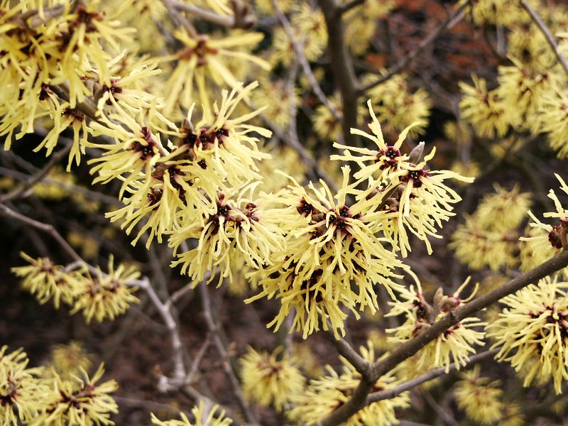Hamamelis intermedia Arnold Promise