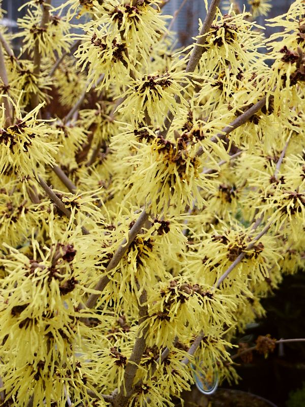 Hamamelis mollis Palida