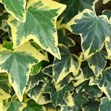 Hedera helix Goldchild