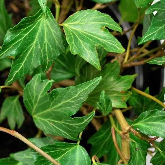 Hedera helix Green Ripple