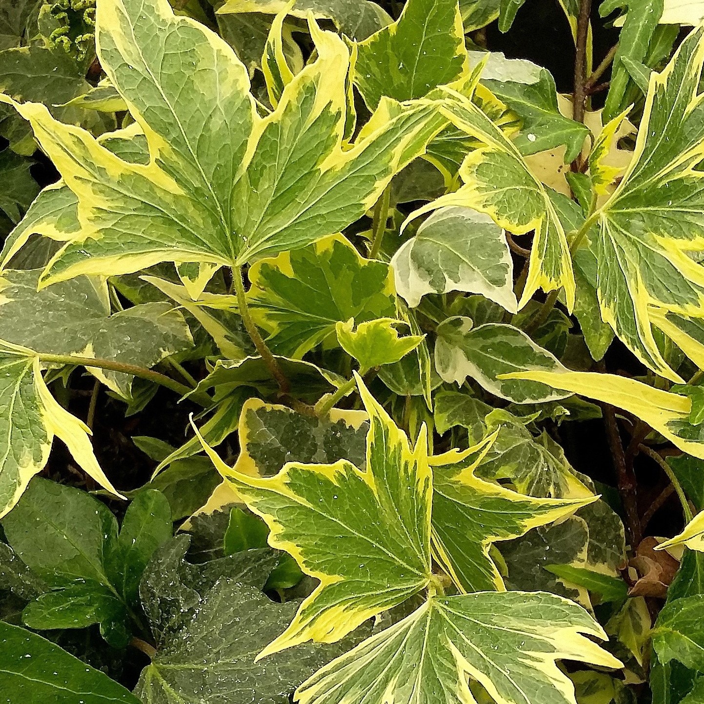 Hedera helix Yellow Ripple
