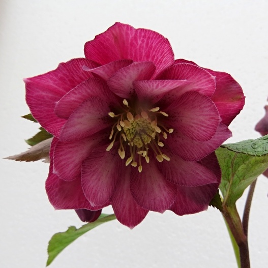 Helleborus hybridum Double Ellen Red