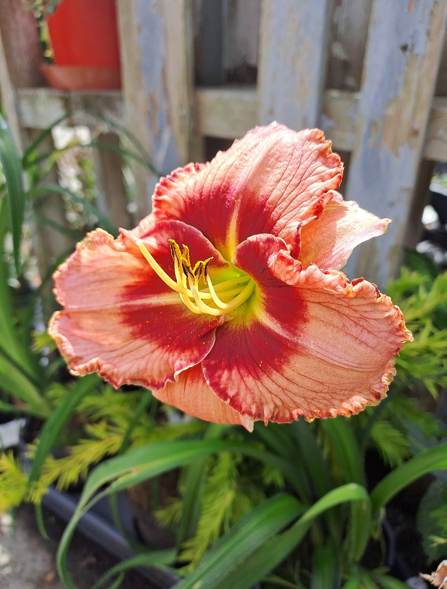 Hemerocallis x Lies and Lipstick