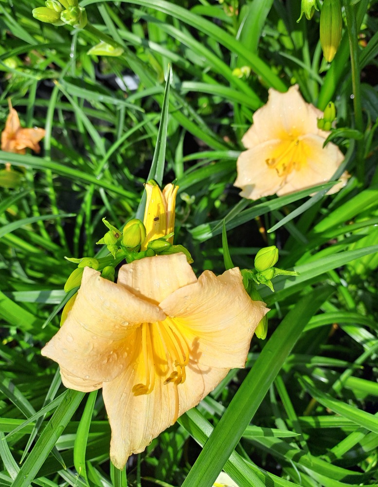 Hemerocallis x Mini Pearls