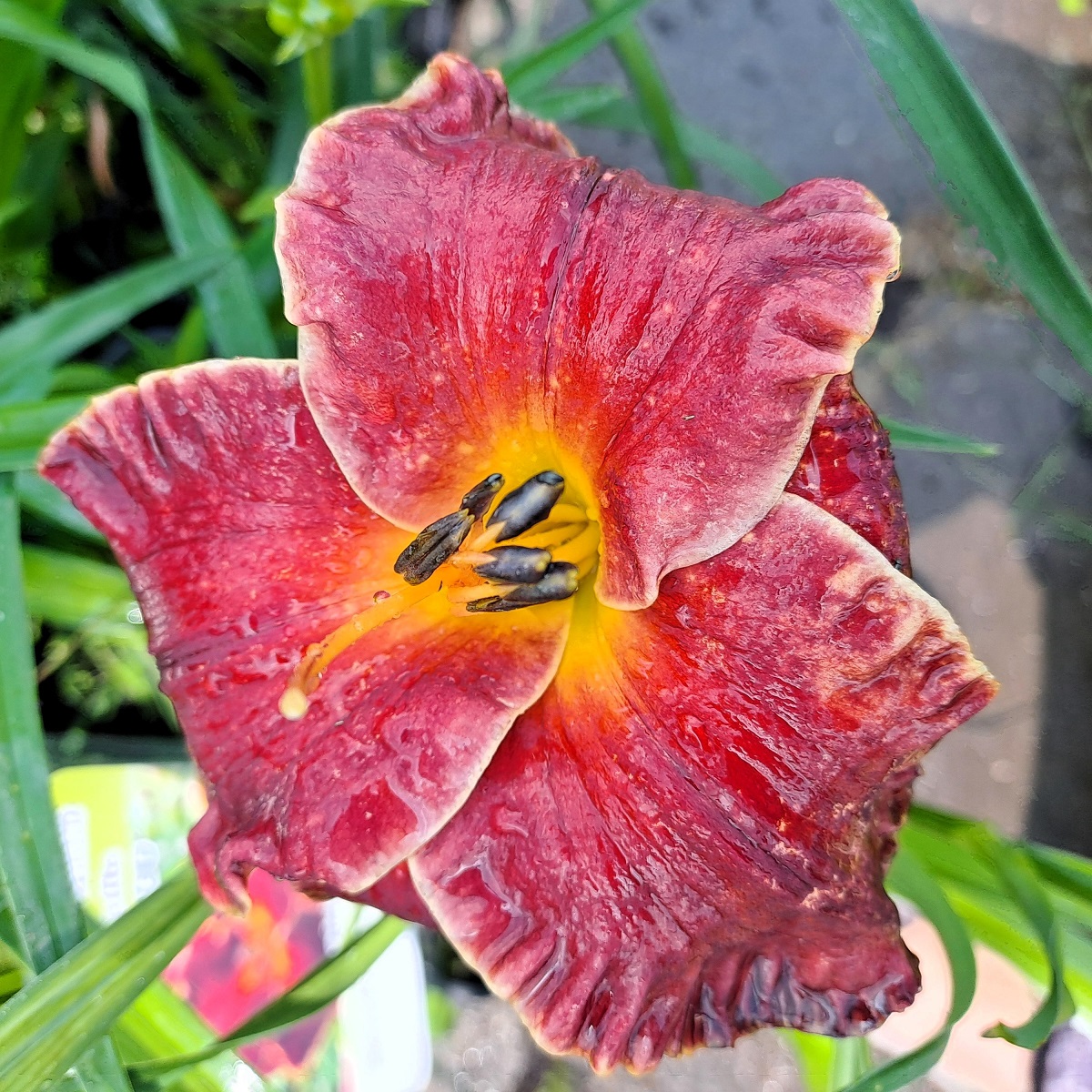 Hemerocallis x Naughty Red