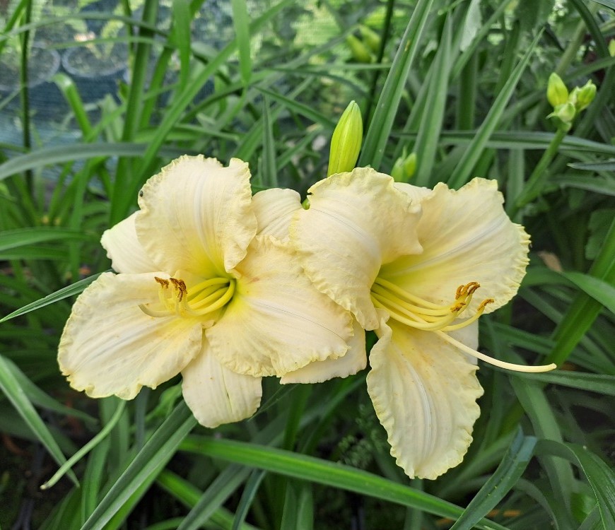 Hemerocallis x Spacecoast White Out