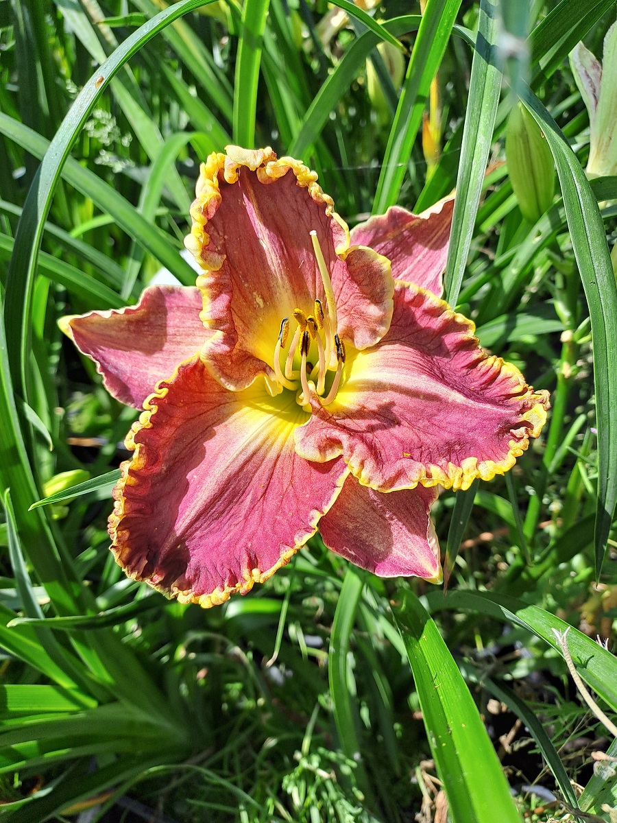 Hemerocallis x Daria