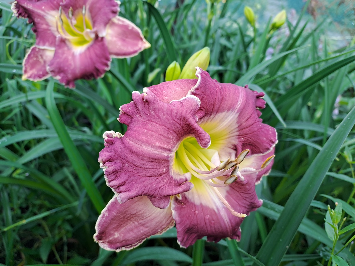 Hemerocallis x Ring The Bells of Heaven
