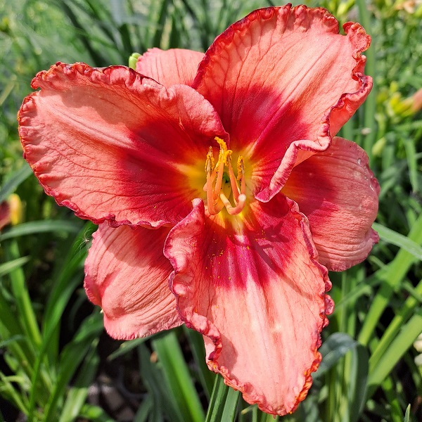 Hemerocallis x Strawberry Shake