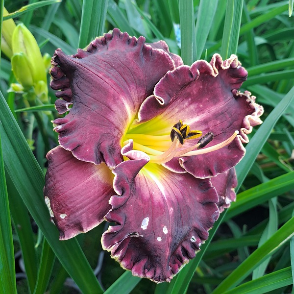 Hemerocallis x Bettylen