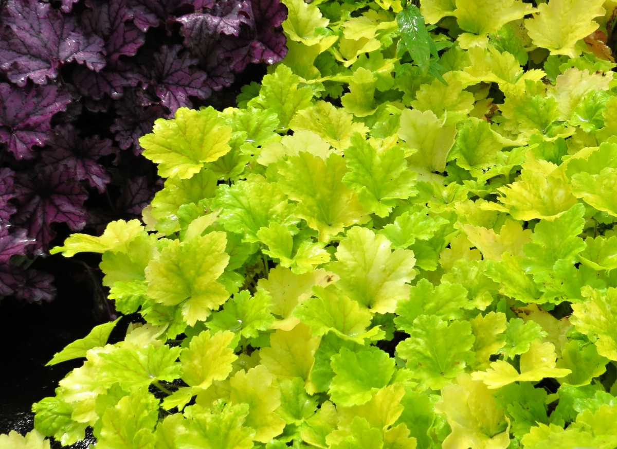Heuchera Electra