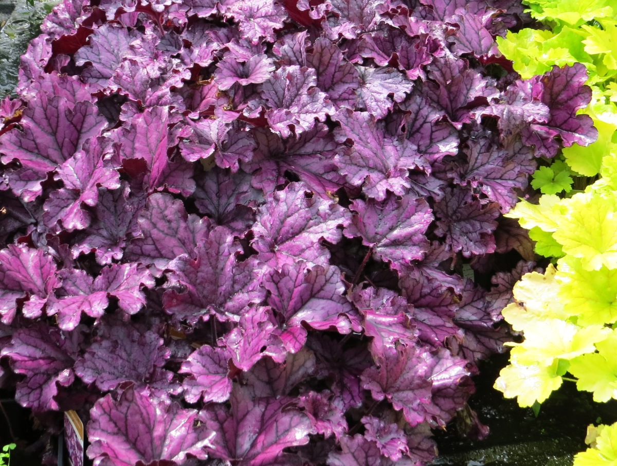 Heuchera Forever Purple