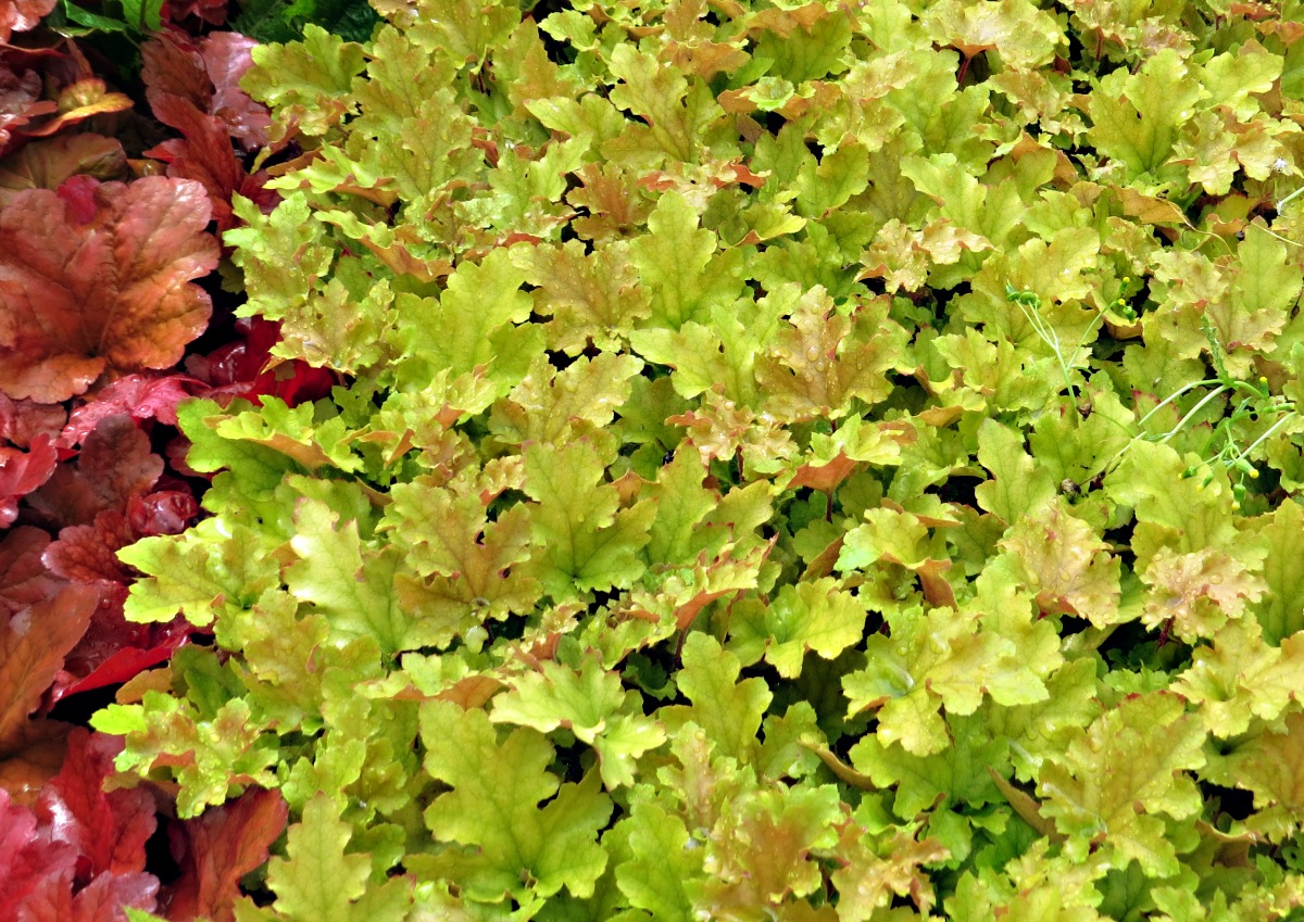 Heuchera Marmelade