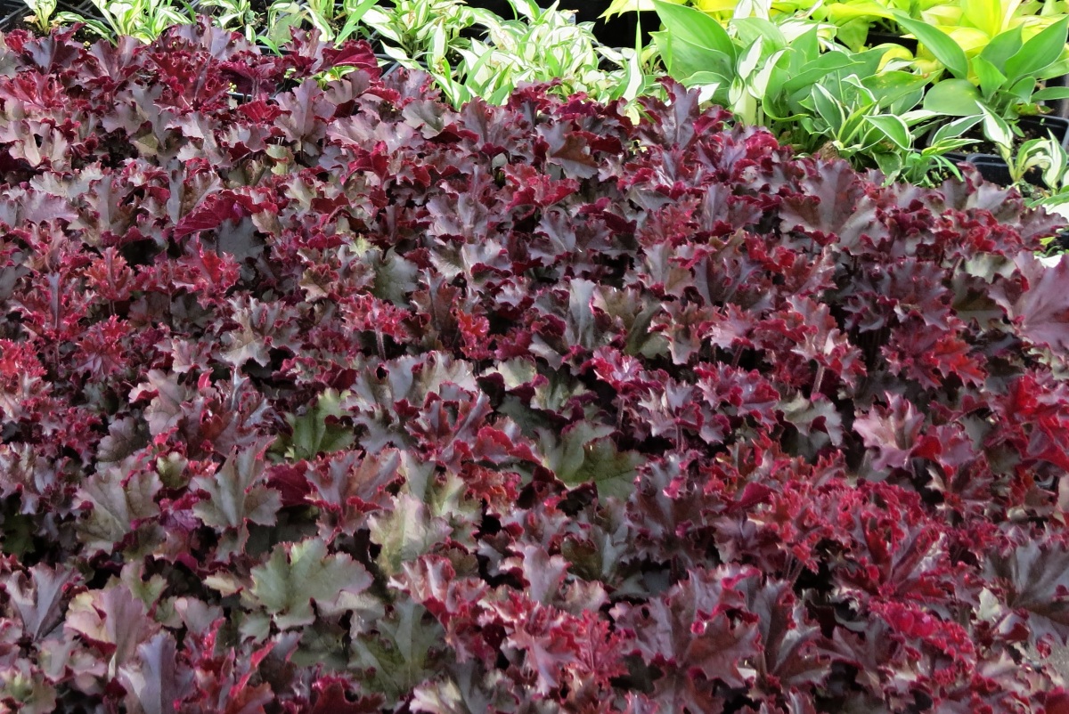 Heuchera Melting Fire