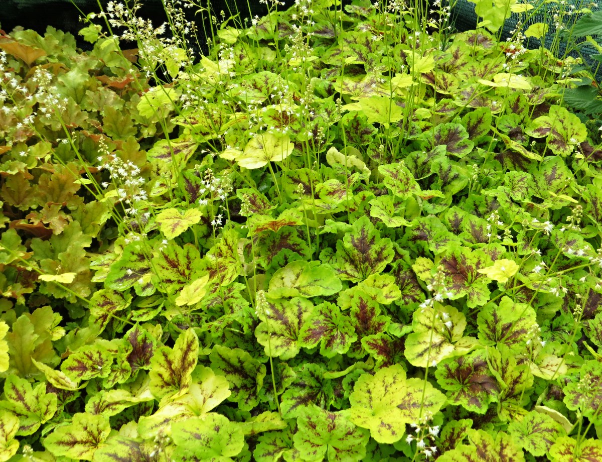 Heuchera Solar Power
