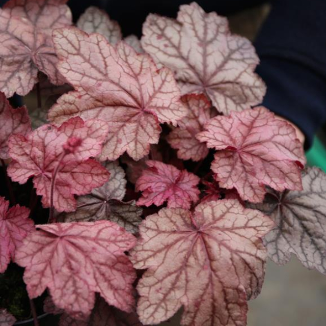 Heuchera villosa Plum Power