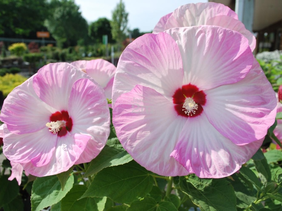 Hibiscus moscheutos Luna Pink Swirl