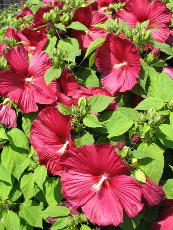 Hibiscus moscheutos Luna RED