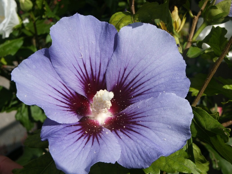 Hibiscus syriacus Blue Bird (syn. Oiseau Bleu)