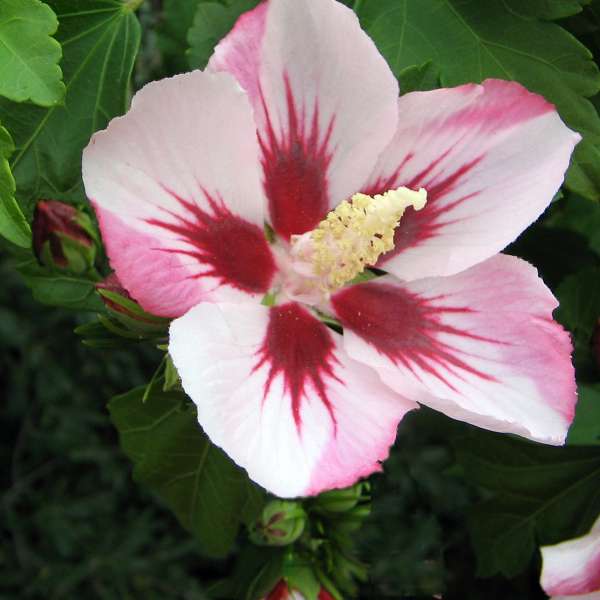 Hibiscus syriacus Hamabo