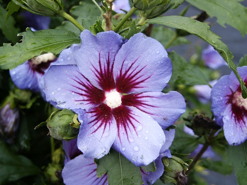 Hibiscus syriacus Marina (syn. Blue Satin)