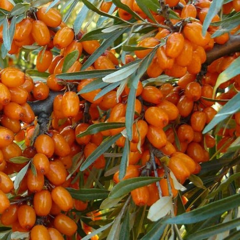 Hippophae rhamnoides Pantělejevská