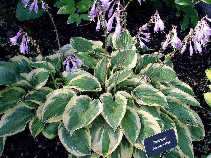 Hosta Bedazzled